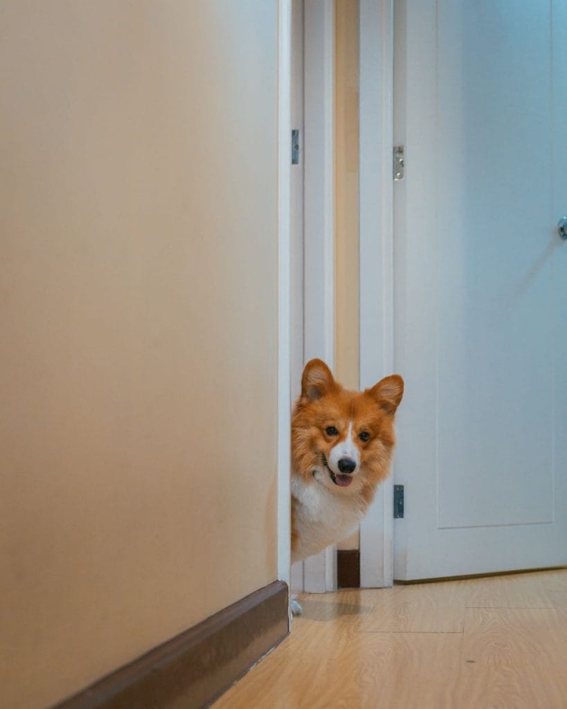 Are these “Fitbit for dogs” any good?